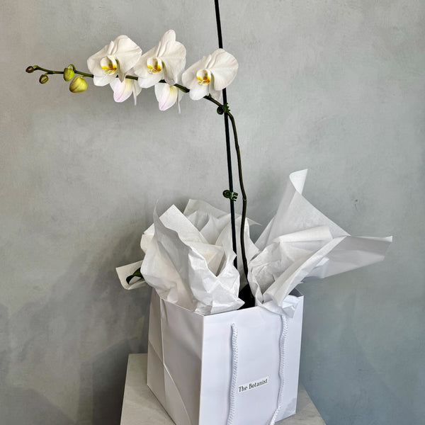 Large white orchid plant