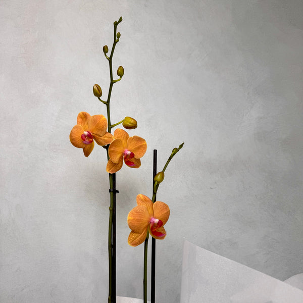Double Orange Phalaenopsis Orchid (Medium plant)
