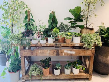 How to create your own indoor oasis