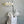Large white orchid plant