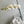 Large white orchid plant