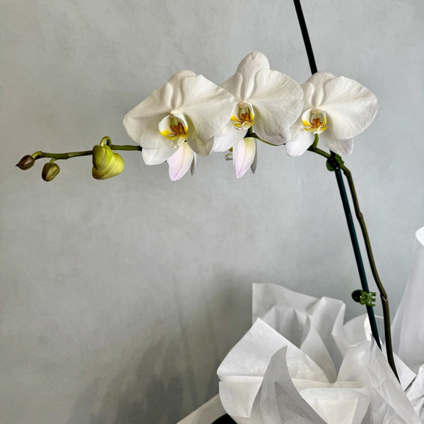 Large white orchid plant