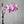 Large soft pink orchid plant