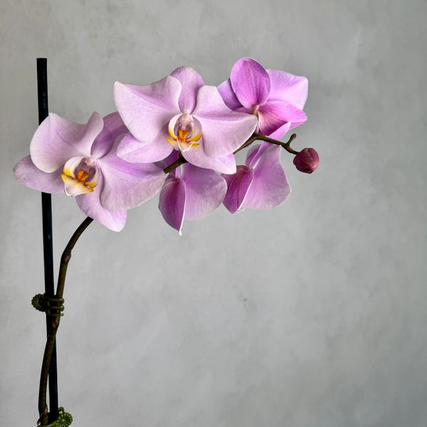 Large soft pink orchid plant
