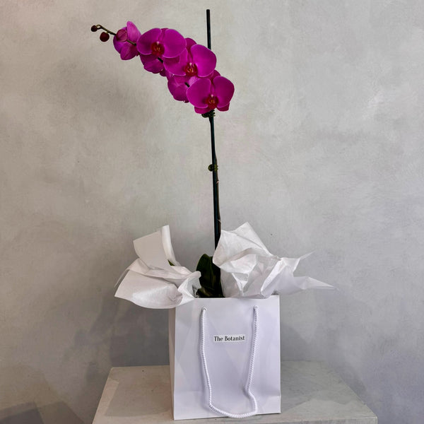 Fuchsia Phalaenopsis Orchid Plant - The Botanist Florist