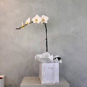 White Phalaenopsis Orchid Plant - The Botanist Florist