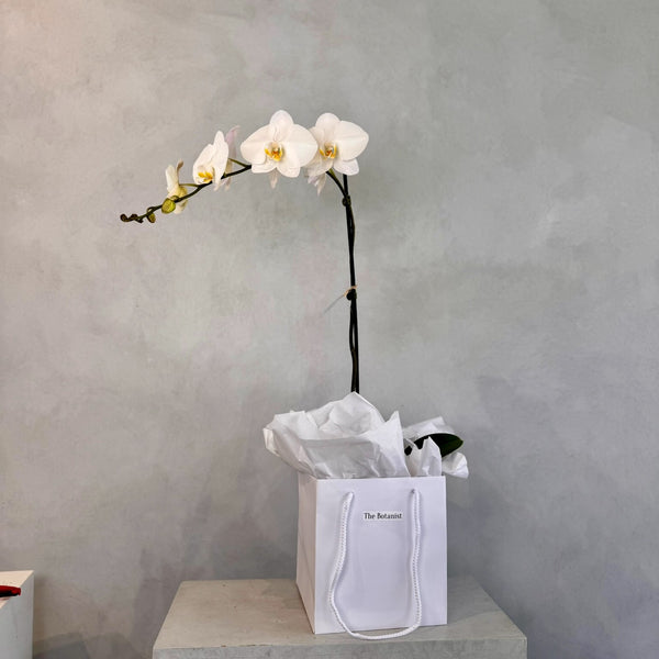 White Phalaenopsis Orchid Plant - The Botanist Florist