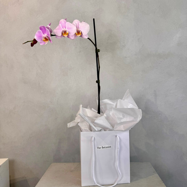 Pale Pink Orchid Plant - The Botanist Florist