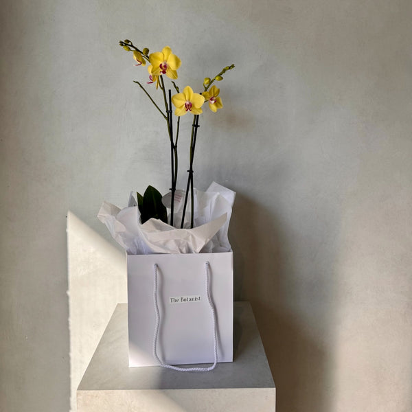 Double Yellow Phalaenopsis Orchid (Medium plant)