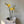 Double Yellow Phalaenopsis Orchid (Medium plant)