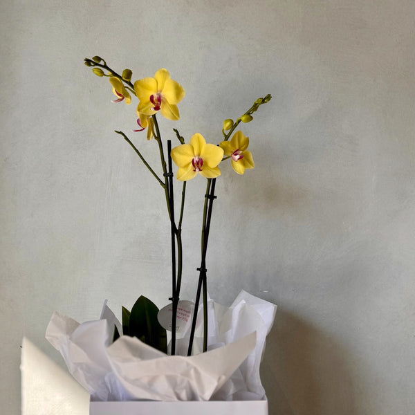 Double Yellow Phalaenopsis Orchid (Medium plant)