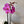 Double Fuschia Phalaenopsis Orchid (Medium plant)