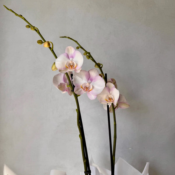 Double Soft Pink Phalaenopsis Orchid (Medium plant)