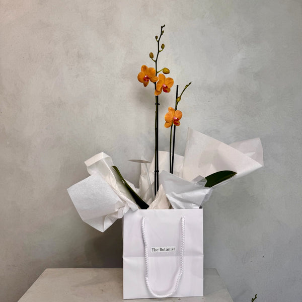 Double Orange Phalaenopsis Orchid (Medium plant)
