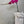 Fuchsia Orchid Plant - The Botanist Florist