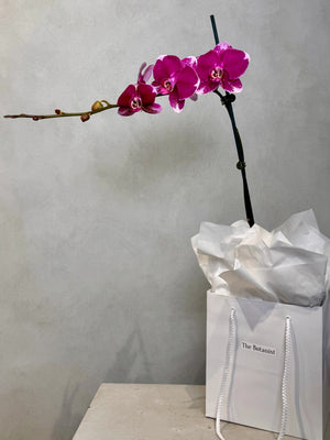 Fuchsia Orchid Plant - The Botanist Florist