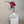 Fuchsia Orchid Plant - The Botanist Florist