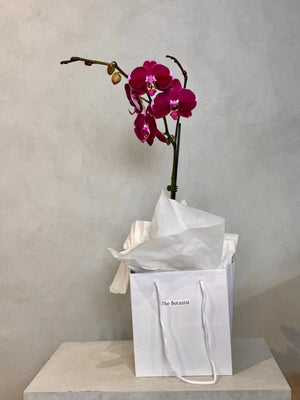 Fuchsia Orchid Plant - The Botanist Florist