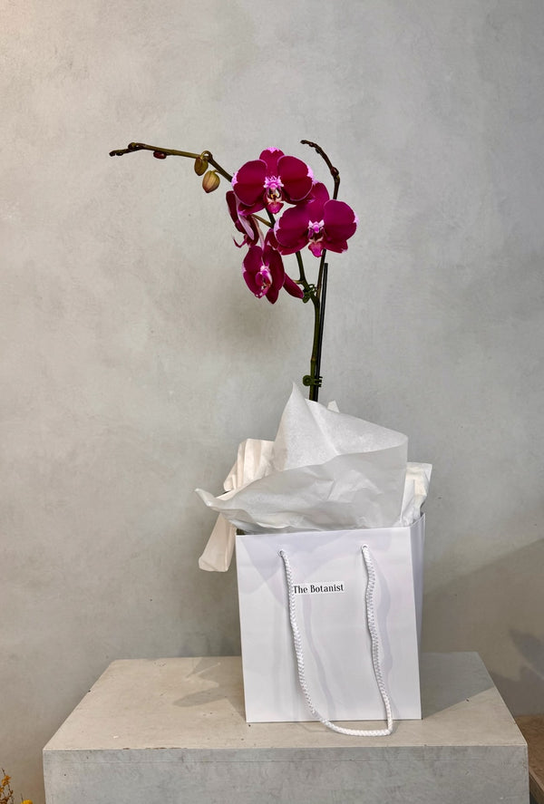 Fuchsia Orchid Plant - The Botanist Florist