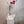 Fuchsia Orchid Plant - The Botanist Florist