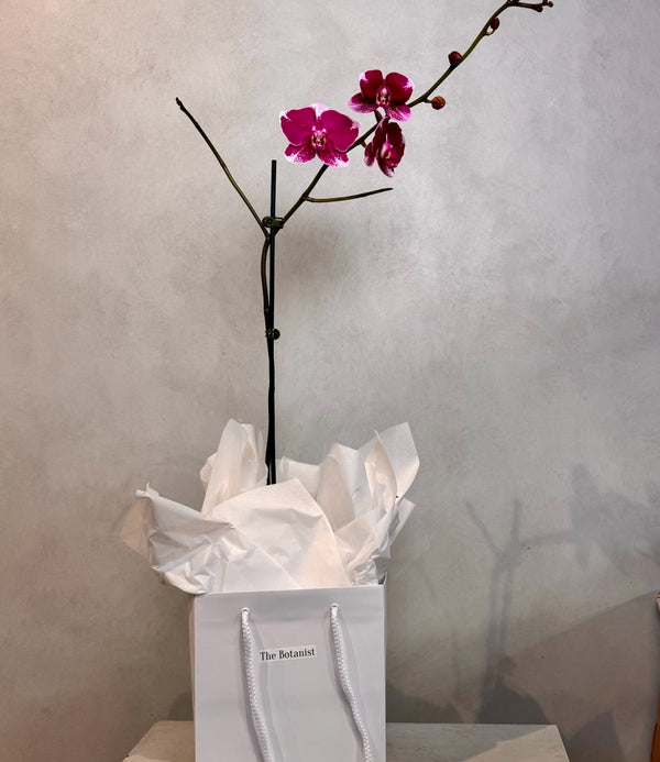Fuchsia Orchid Plant - The Botanist Florist