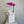 Large Fuchsia pink orchid plant