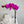 Large Fuchsia pink orchid plant