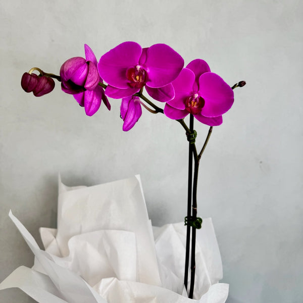 Large Fuchsia pink orchid plant