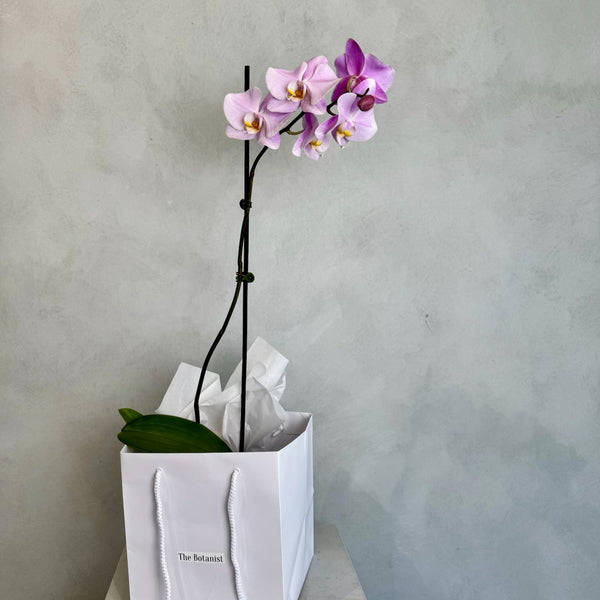 Large soft pink orchid plant